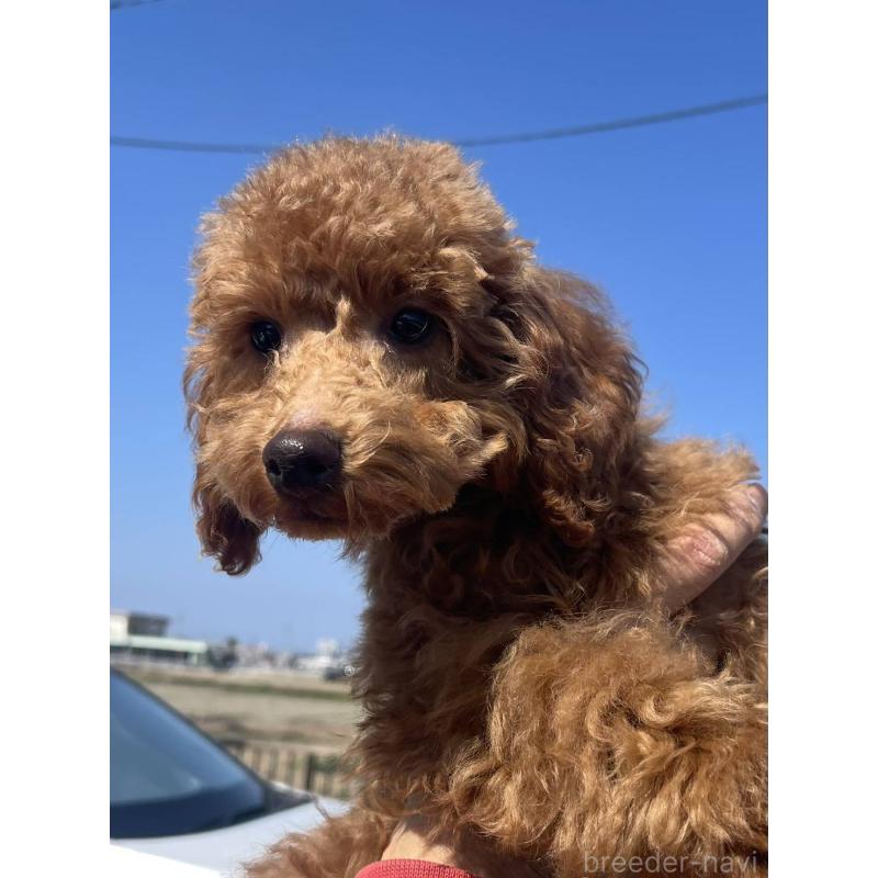 販売中の福岡県のトイプードル-448357の5枚目