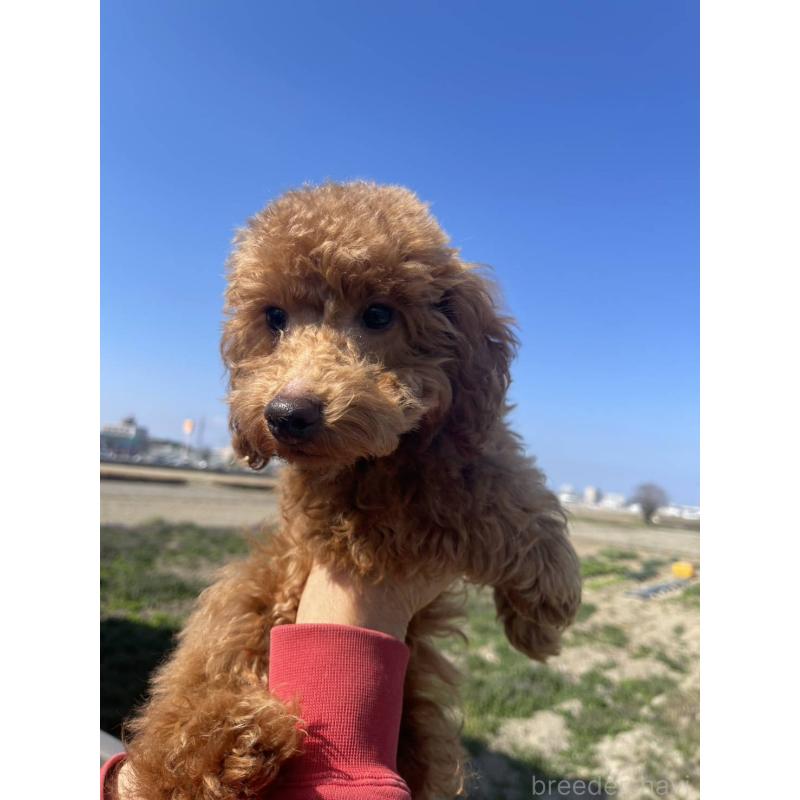 販売中の福岡県のトイプードル-448357の3枚目