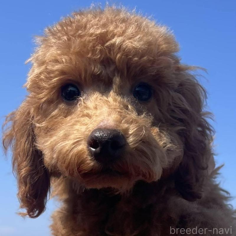 販売中の福岡県のトイプードル-448357の1枚目