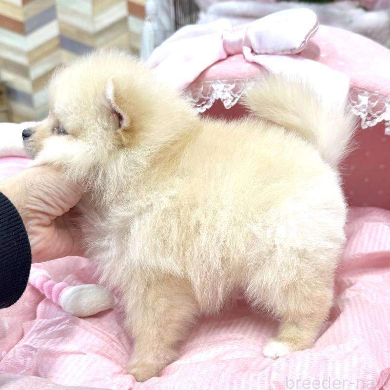 販売中の大阪府のポメラニアン-448358の9枚目