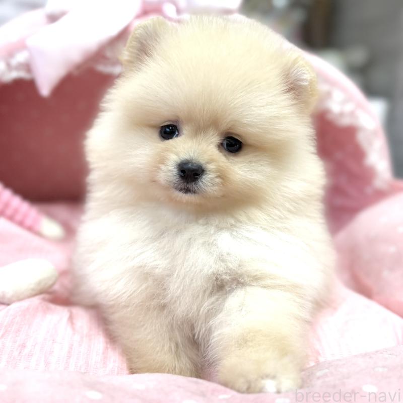 販売中の大阪府のポメラニアン-448358の7枚目
