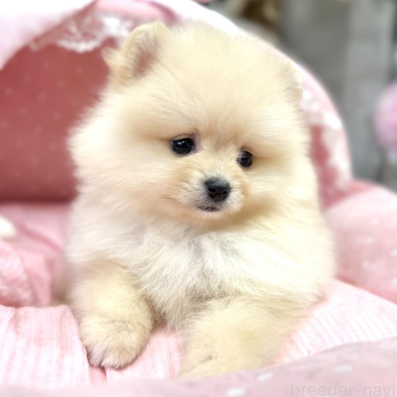 販売中の大阪府のポメラニアン-448358の6枚目