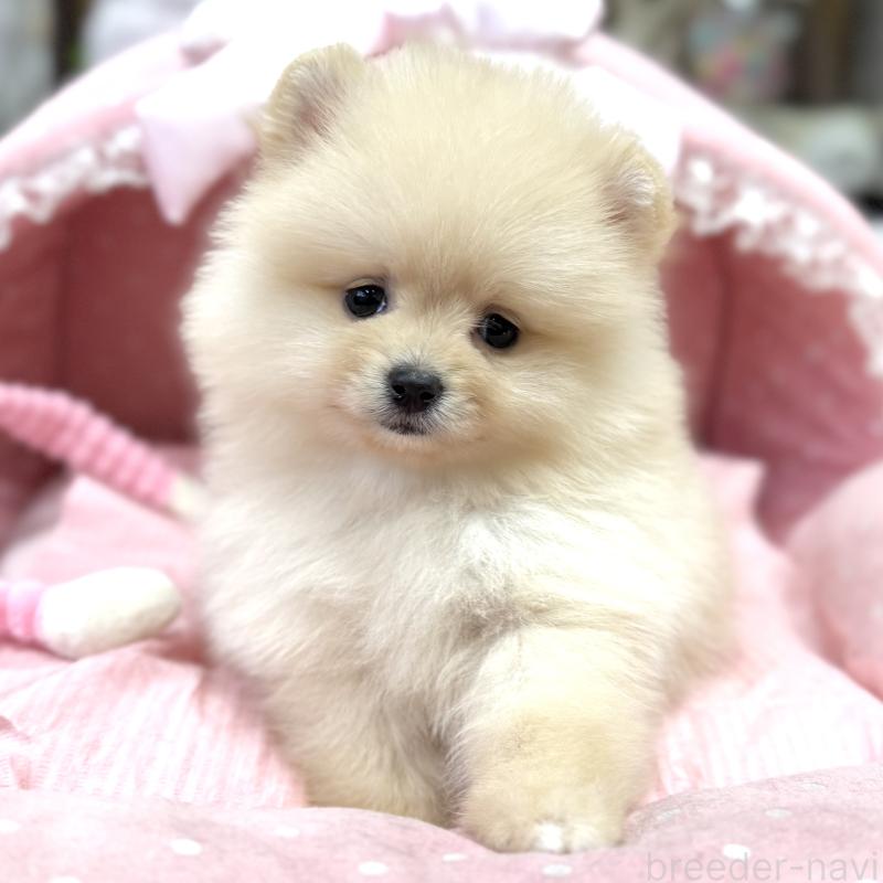 販売中の大阪府のポメラニアン-448358の3枚目