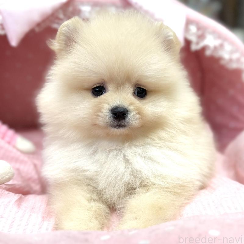 販売中の大阪府のポメラニアン-448358の2枚目