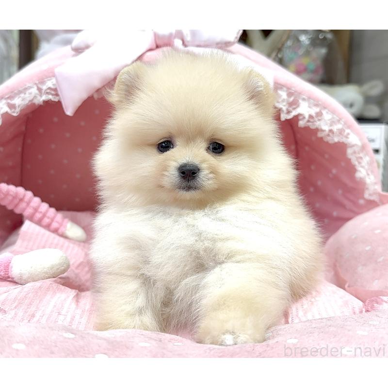 販売中の大阪府のポメラニアン-448358