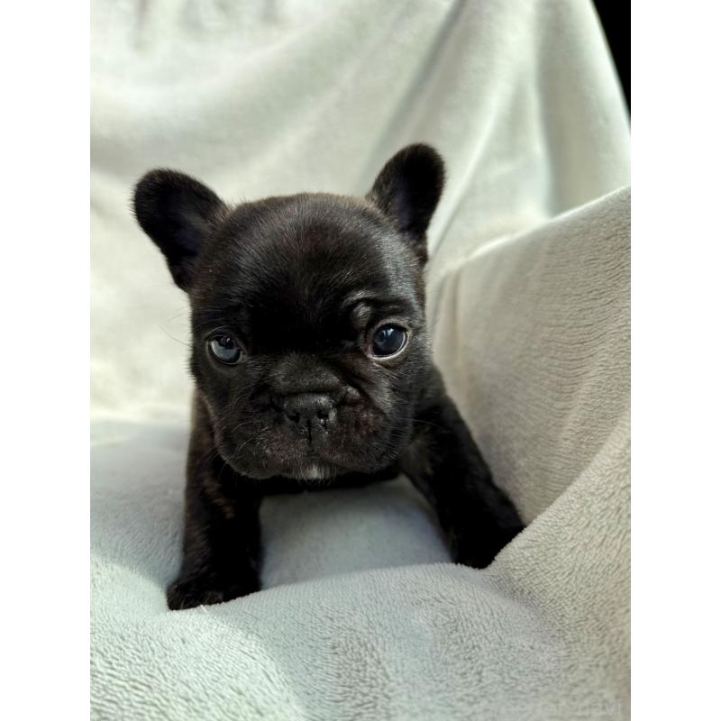 販売中の群馬県のフレンチブルドッグ-448377の13枚目