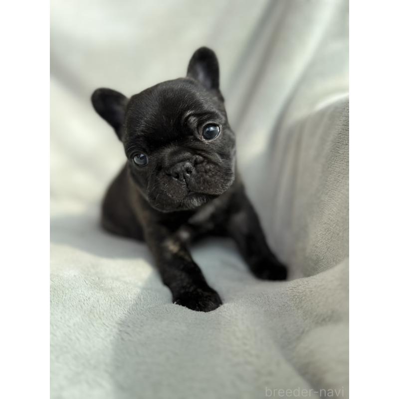 販売中の群馬県のフレンチブルドッグ-448377の12枚目