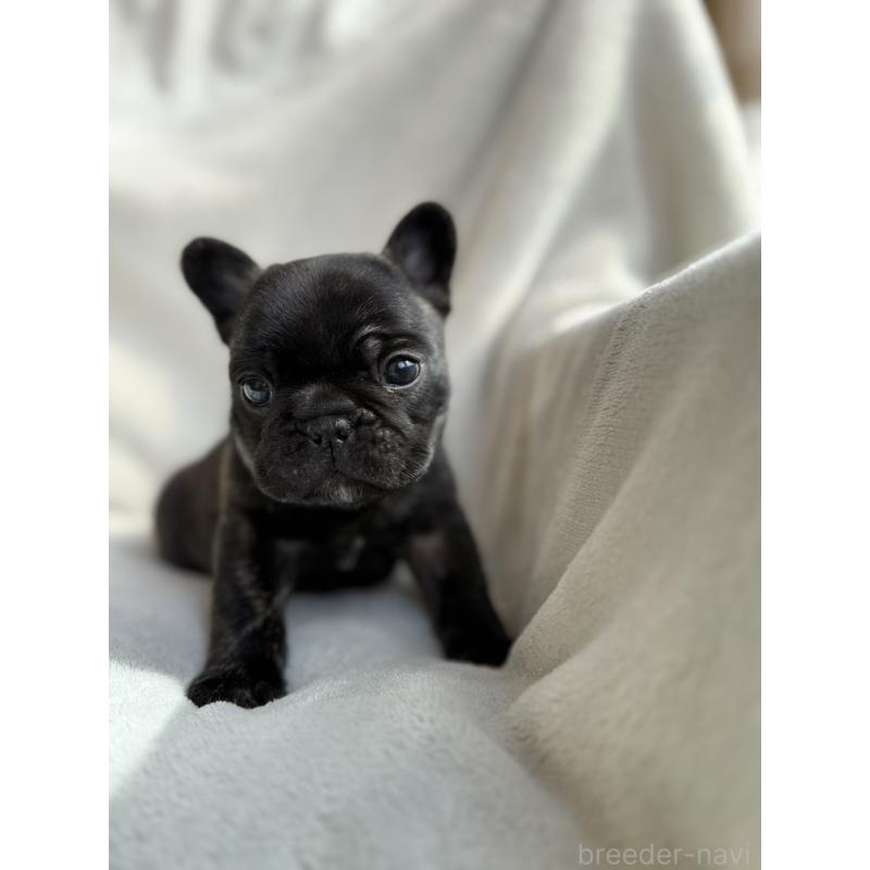 販売中の群馬県のフレンチブルドッグ-448377の10枚目
