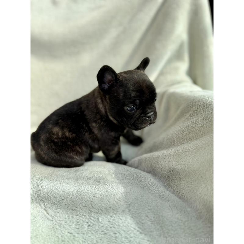 販売中の群馬県のフレンチブルドッグ-448377の9枚目