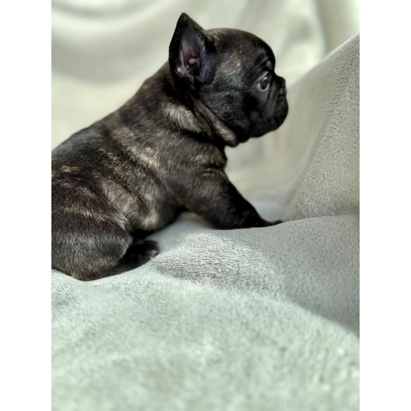 販売中の群馬県のフレンチブルドッグ-448377の8枚目