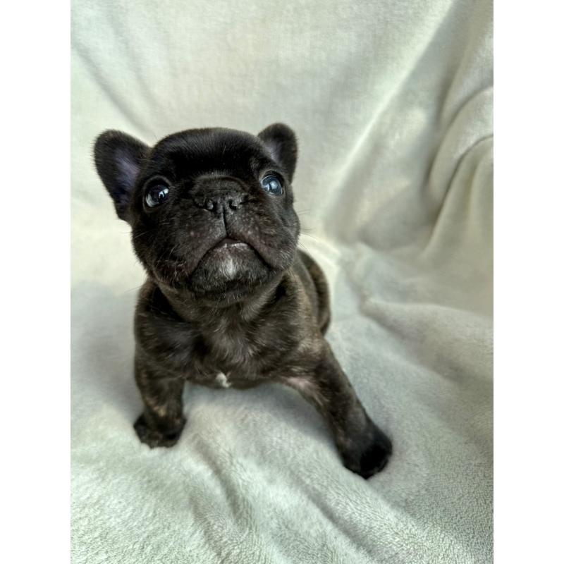 販売中の群馬県のフレンチブルドッグ-448377の7枚目