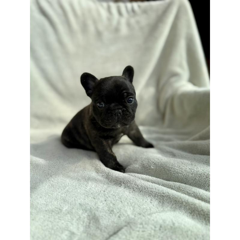 販売中の群馬県のフレンチブルドッグ-448377の5枚目