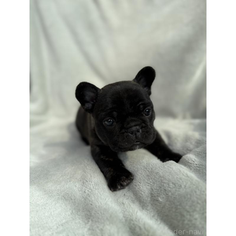 販売中の群馬県のフレンチブルドッグ-448377の2枚目