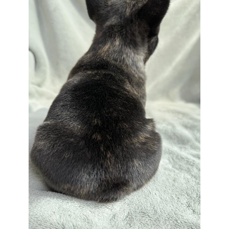 販売中の群馬県のフレンチブルドッグ-448377の3枚目