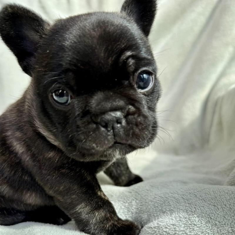 販売中の群馬県のフレンチブルドッグ-448377の1枚目