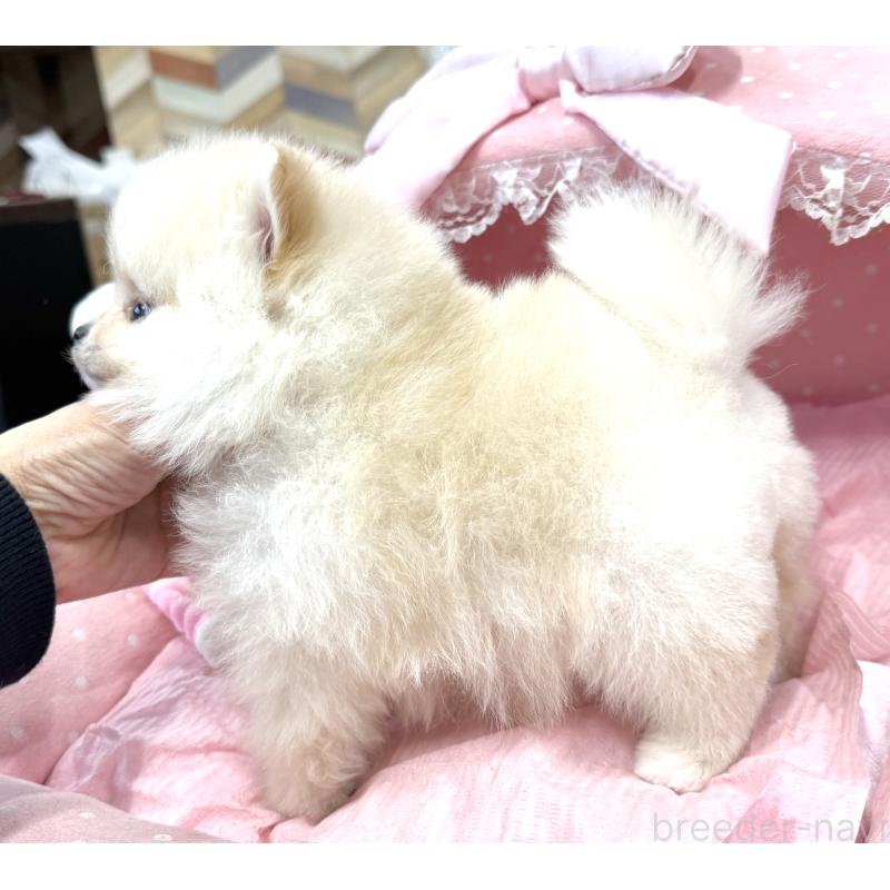 販売中の大阪府のポメラニアン-448380の9枚目