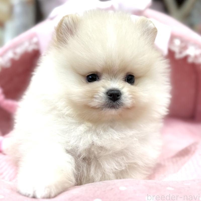 販売中の大阪府のポメラニアン-448380の8枚目