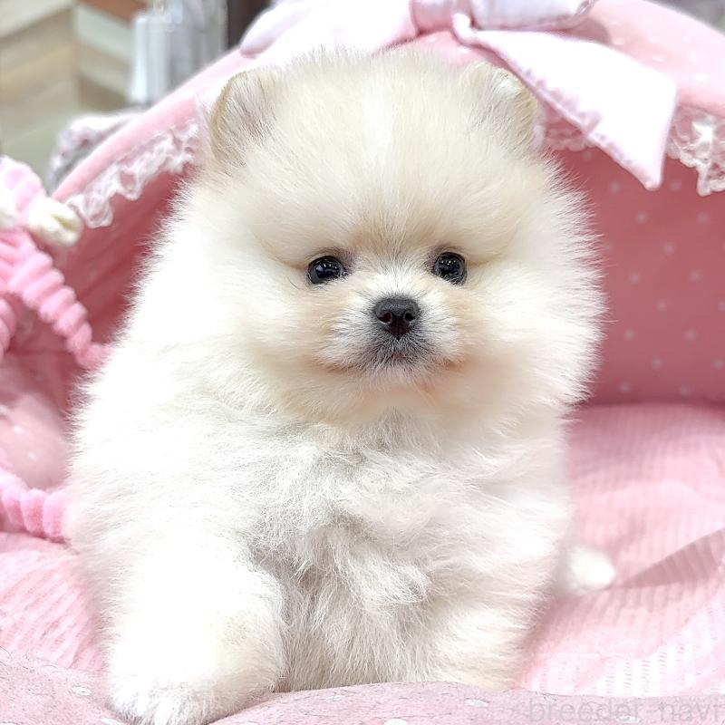 販売中の大阪府のポメラニアン-448380の7枚目