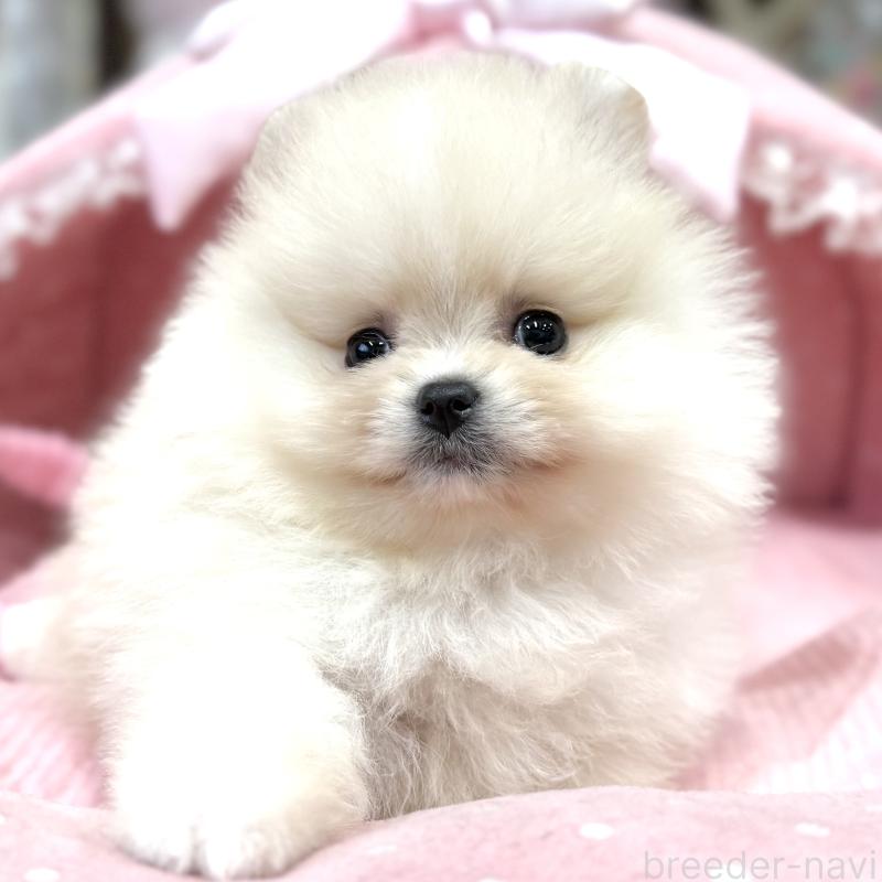 販売中の大阪府のポメラニアン-448380の6枚目
