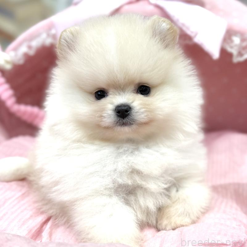 販売中の大阪府のポメラニアン-448380の5枚目