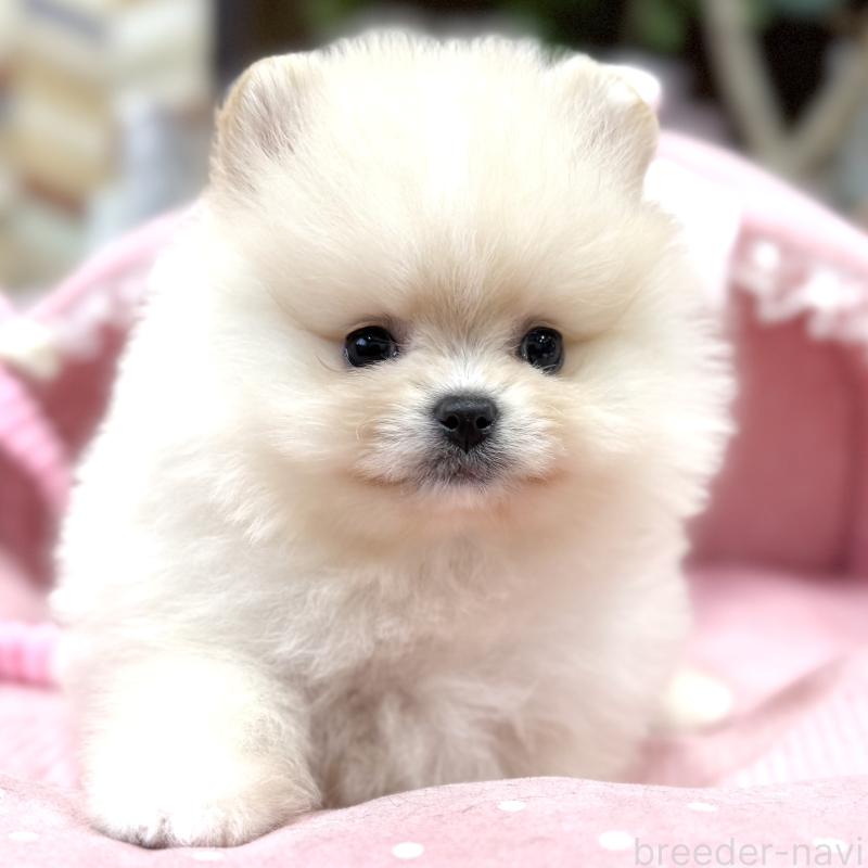 販売中の大阪府のポメラニアン-448380の4枚目