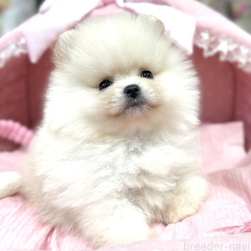 販売中の大阪府のポメラニアン-448380の3枚目