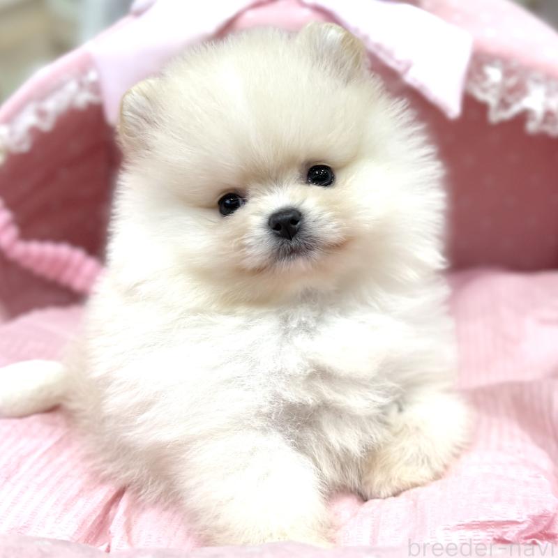 販売中の大阪府のポメラニアン-448380の2枚目