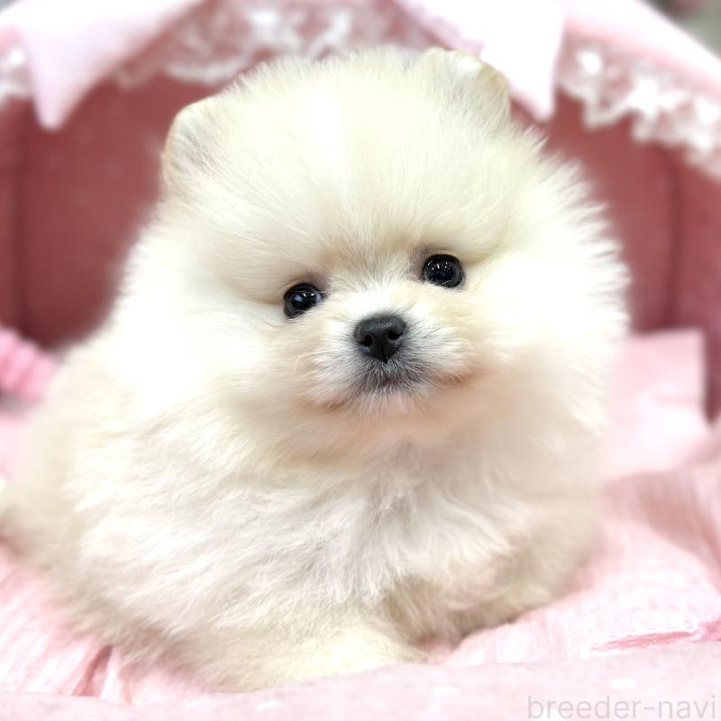 販売中の大阪府のポメラニアン-448380の1枚目