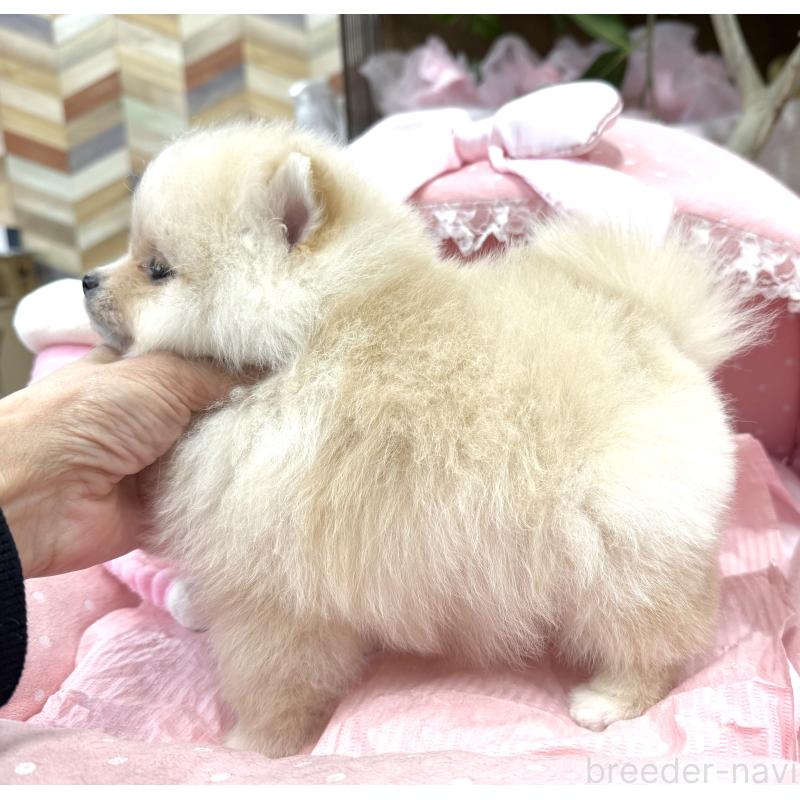 販売中の大阪府のポメラニアン-448381の9枚目