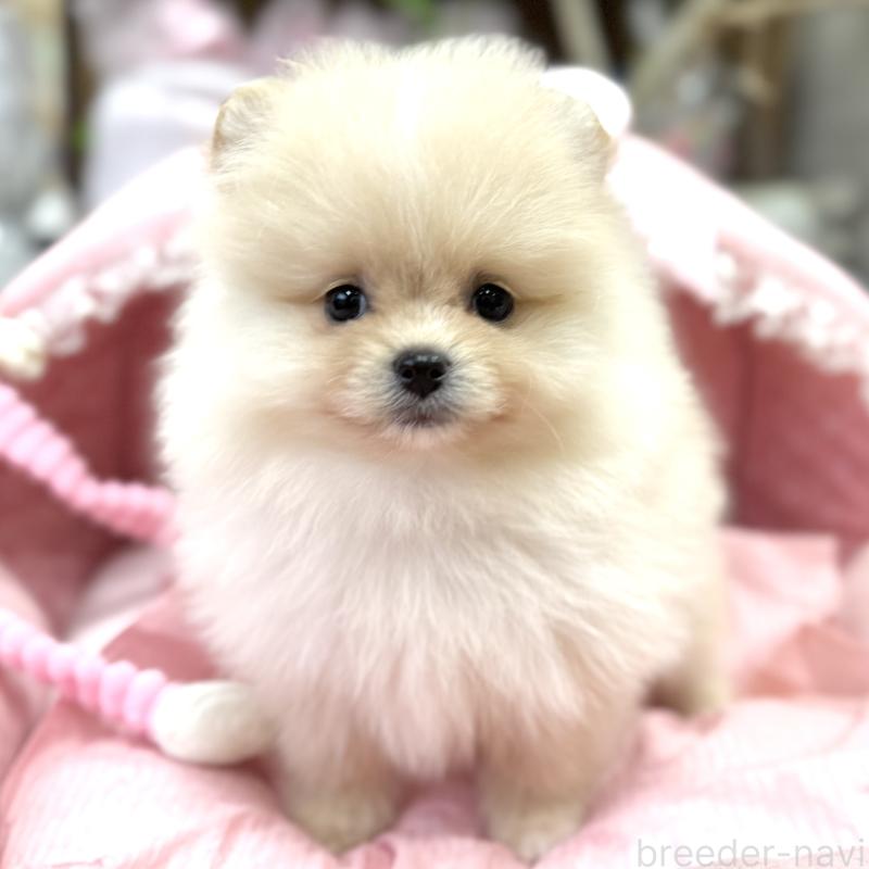 販売中の大阪府のポメラニアン-448381の8枚目