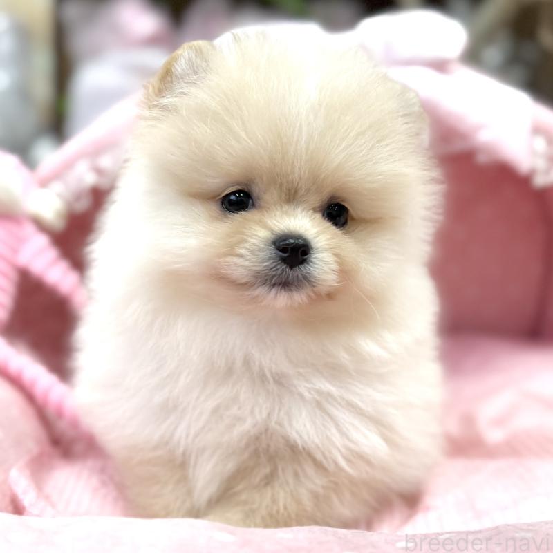 販売中の大阪府のポメラニアン-448381の7枚目