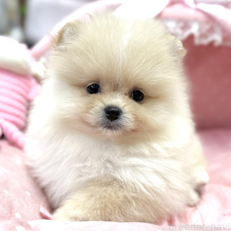 販売中の大阪府のポメラニアン-448381の5枚目