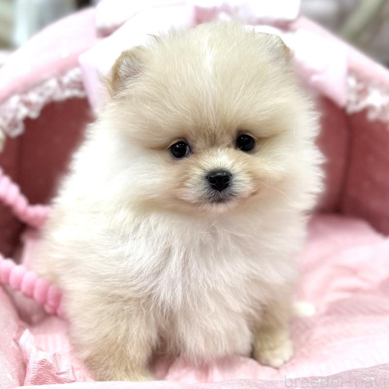 販売中の大阪府のポメラニアン-448381の4枚目