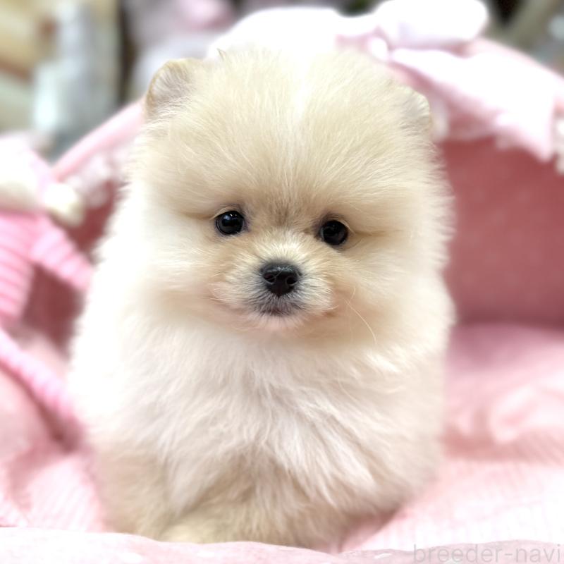 販売中の大阪府のポメラニアン-448381の2枚目