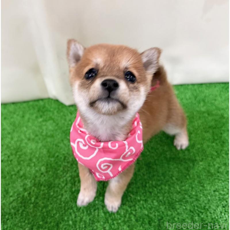 販売中の神奈川県の豆柴-448382の1枚目