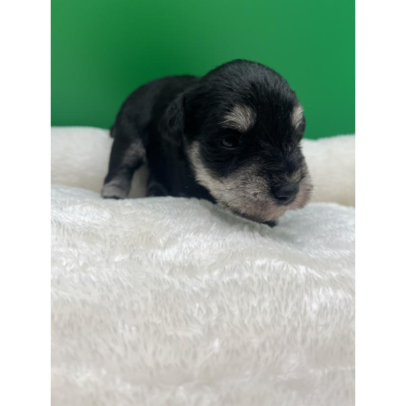 販売中の静岡県のミニチュアシュナウザー-448383の5枚目