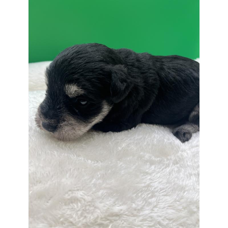 販売中の静岡県のミニチュアシュナウザー-448383の4枚目