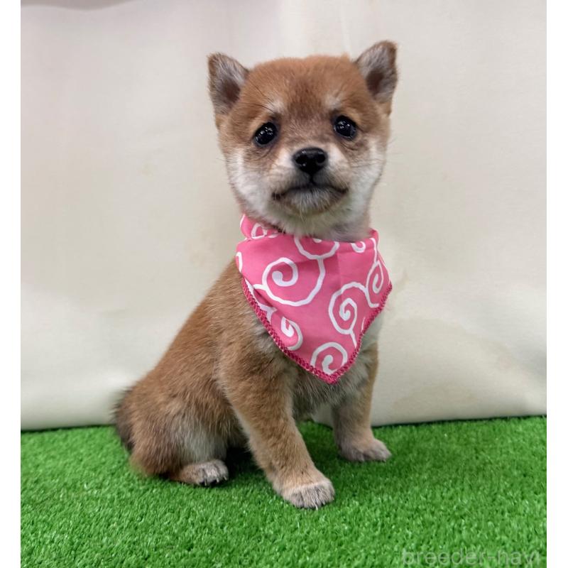 販売中の神奈川県の豆柴-448382の4枚目