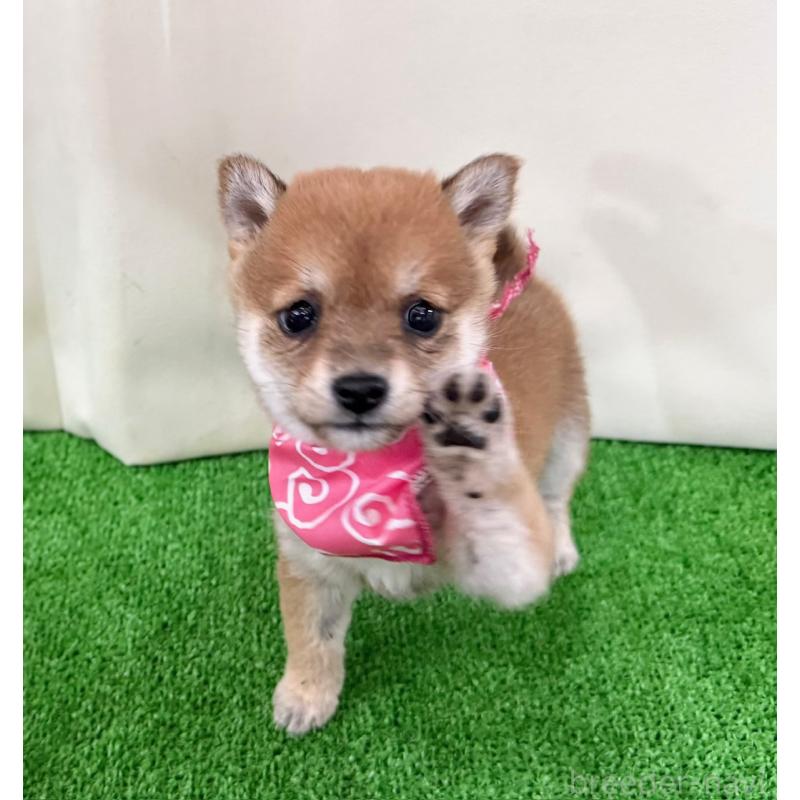 販売中の神奈川県の豆柴-448382の3枚目