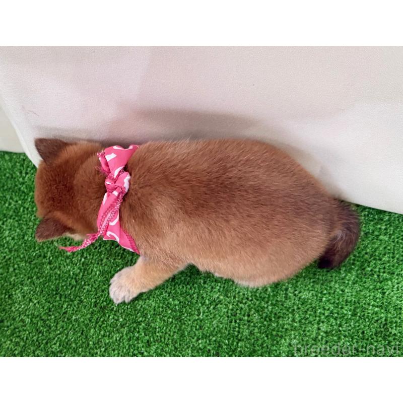 販売中の神奈川県の豆柴-448382の2枚目