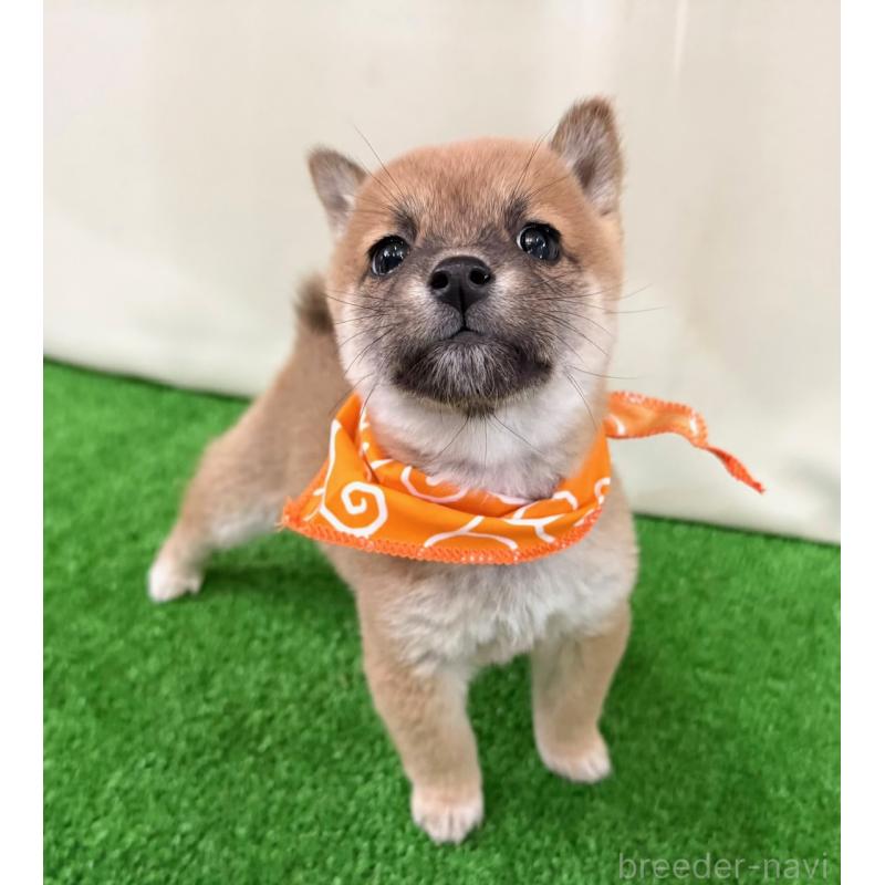 販売中の神奈川県の豆柴-448385の4枚目