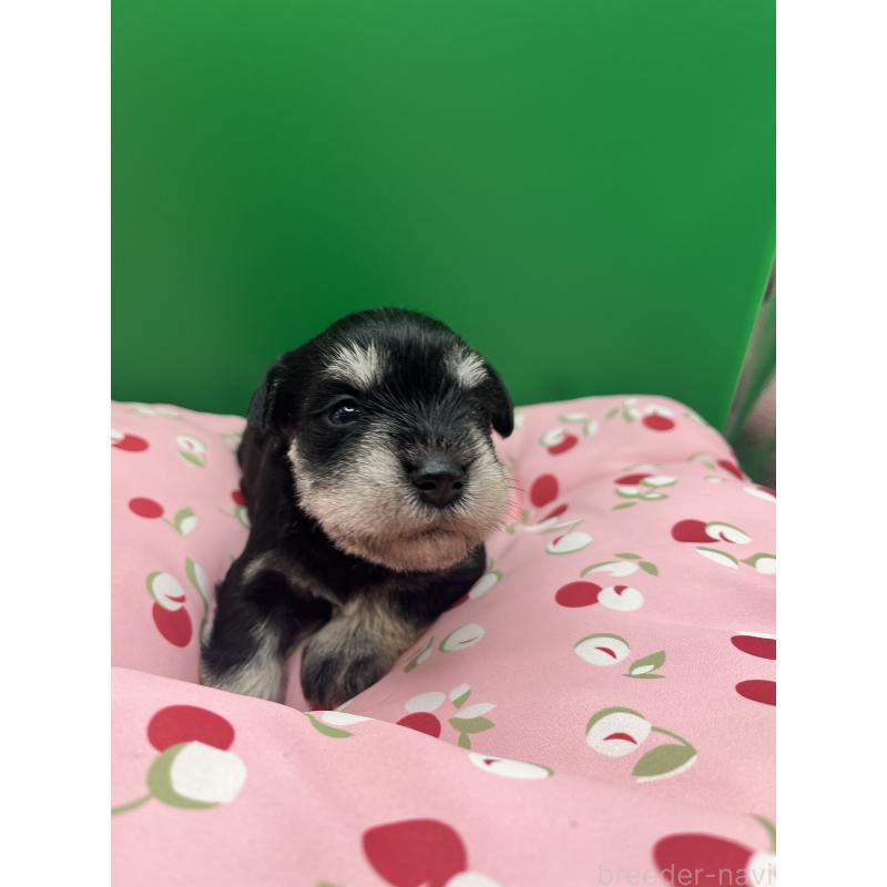 販売中の静岡県のミニチュアシュナウザー-448384の5枚目