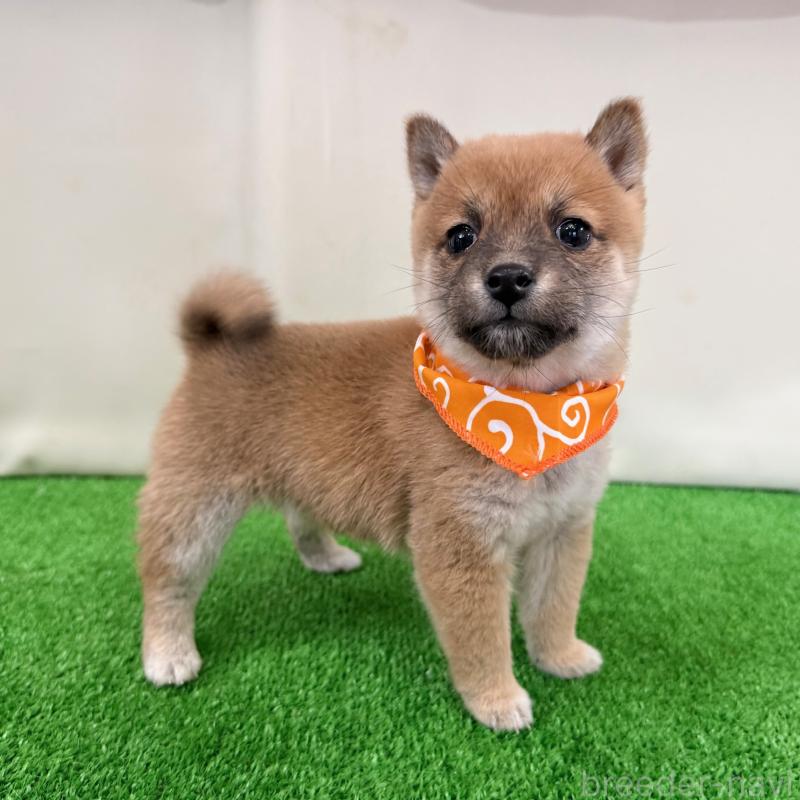 販売中の神奈川県の豆柴-448385の3枚目