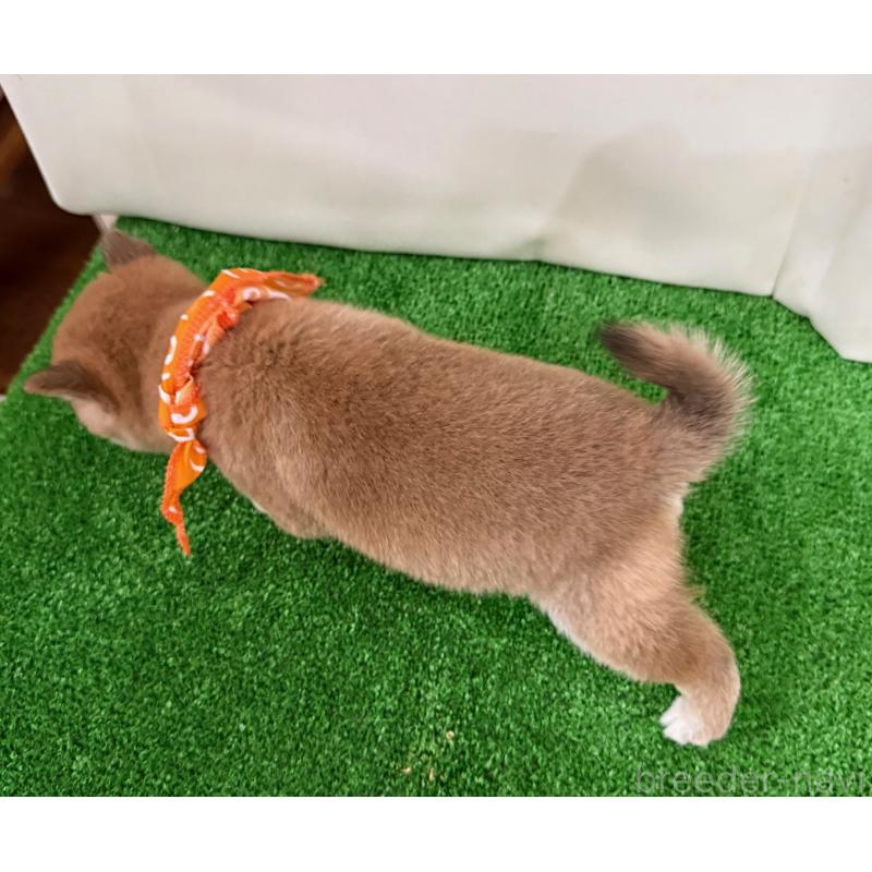 販売中の神奈川県の豆柴-448385の2枚目