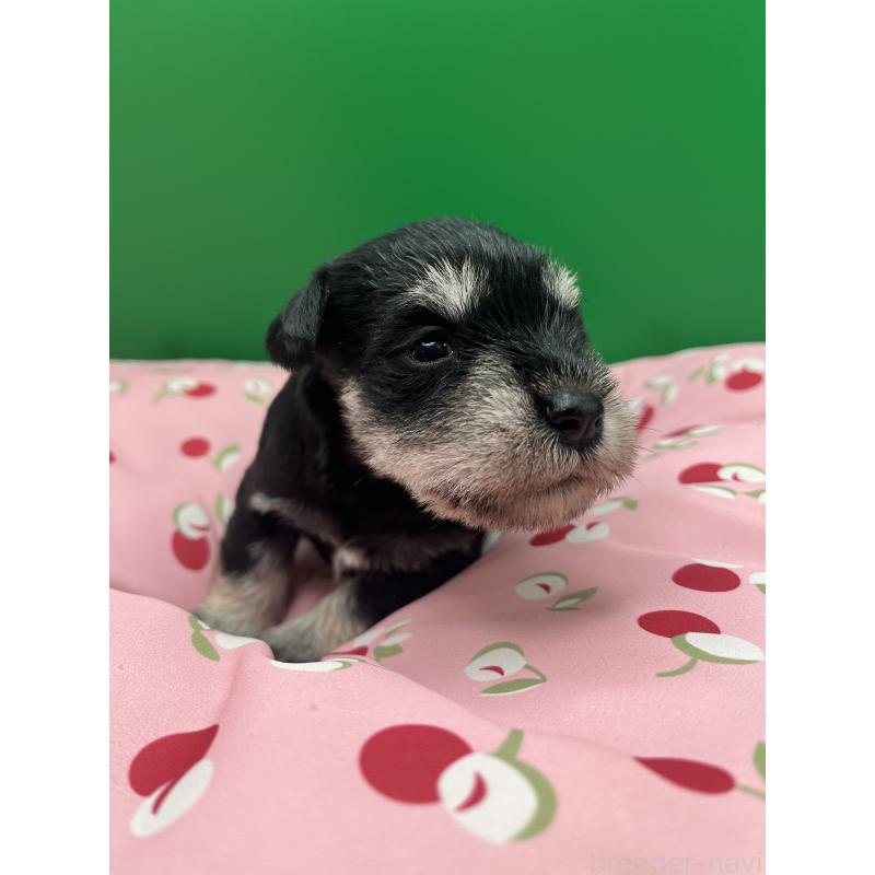 販売中の静岡県のミニチュアシュナウザー-448384の3枚目