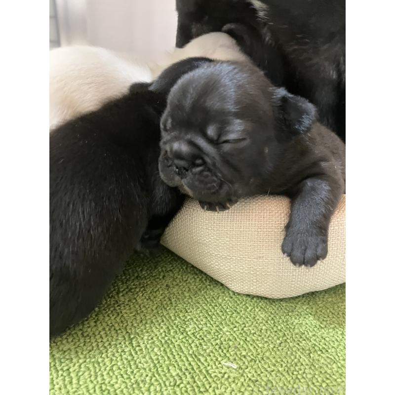 販売中の滋賀県のフレンチブルドッグ-448386の3枚目