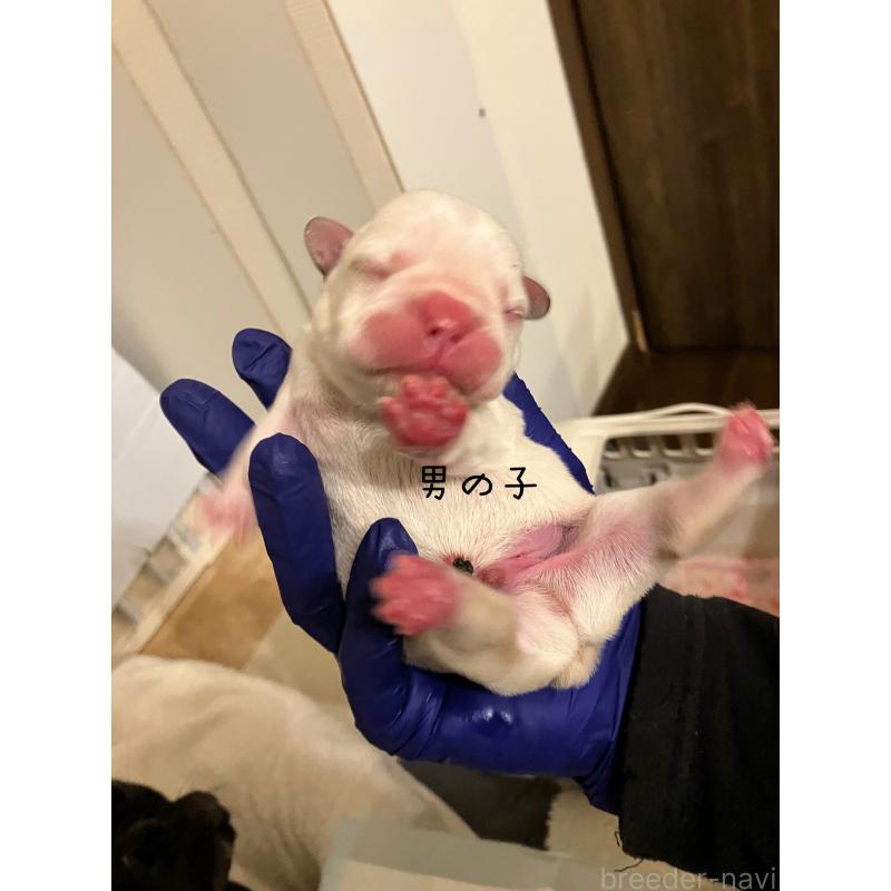 販売中の滋賀県のフレンチブルドッグ-448387の2枚目