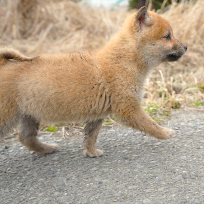 販売中の千葉県の豆柴-448388の15枚目
