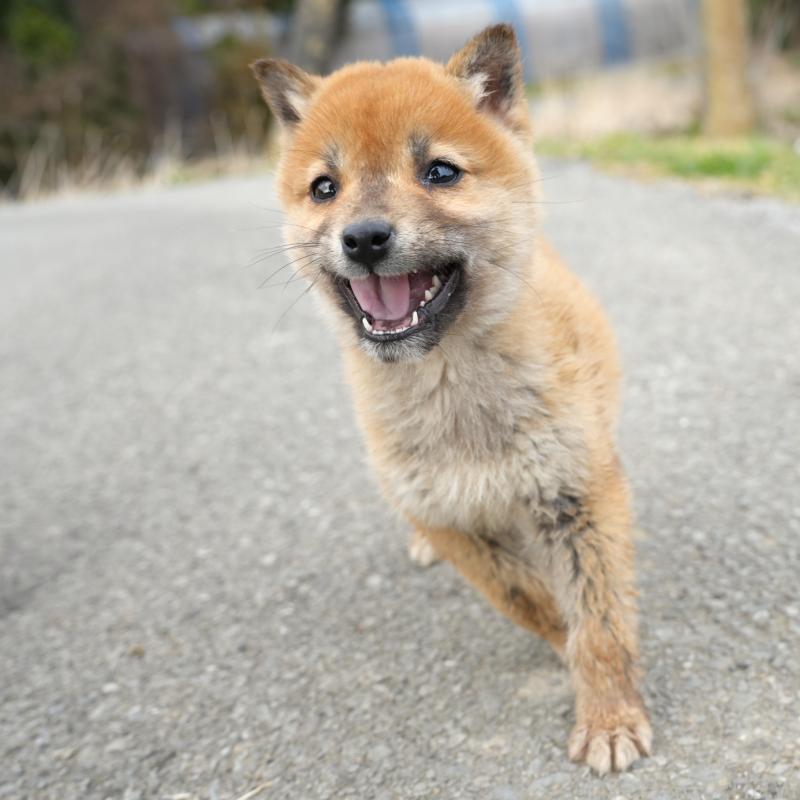 販売中の千葉県の豆柴-448388の13枚目