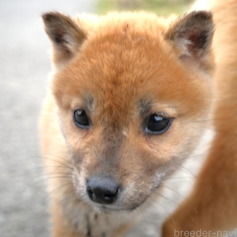 販売中の千葉県の豆柴-448388の10枚目